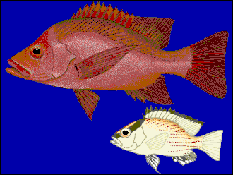 Lutjanus timoriensis