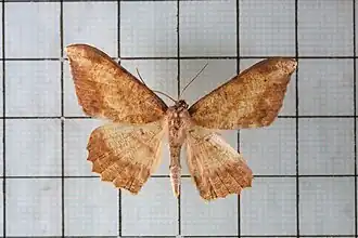 Luxiaria amasa