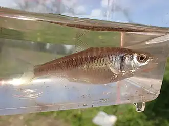 Luxilus chrysocephalus