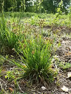 Veelbloemige veldbies bloeiende plant