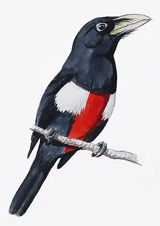 Zwartborstbaardvogel