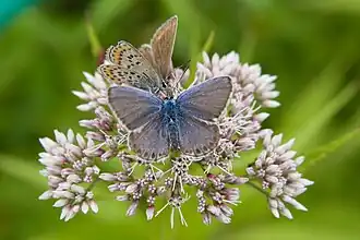 Plebejus subsolanus
