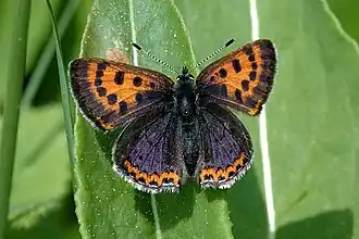 Lycaena helle Blauwe vuurvlinder