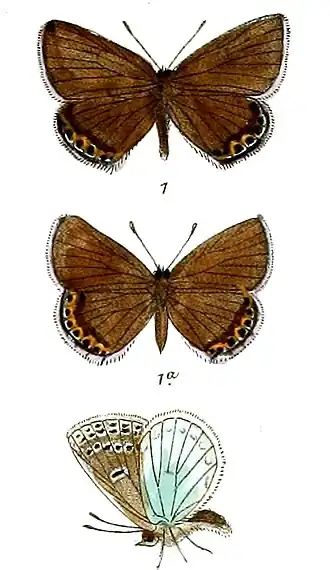 Patricius felicis