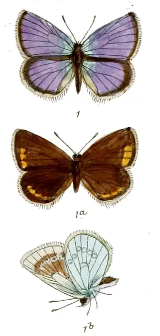 Pamiria galathea