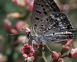 Lycaena arota