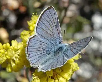 Lycaena heteronea