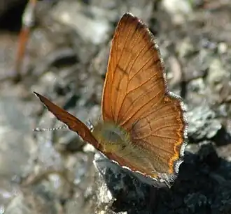 Lycaena mariposa