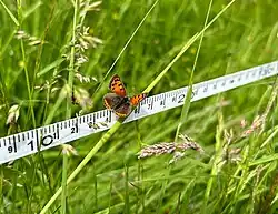 Een kleine vuurvlinder op een transectmeetlint door hooiland van de glanshaver-orde