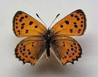 Lycaena phoebus