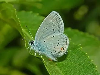 Zuidelijk staartblauwtje