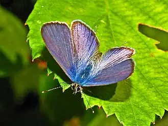 Klein tijgerblauwtje