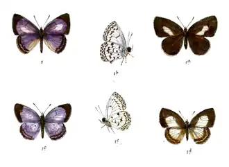 Lestranicus transpectus