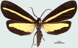 Josia discipuncta