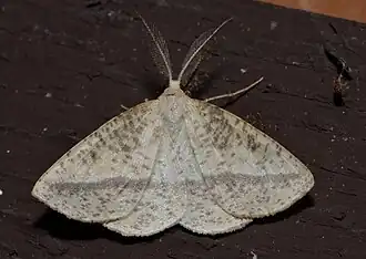 Lychnosea intermicata