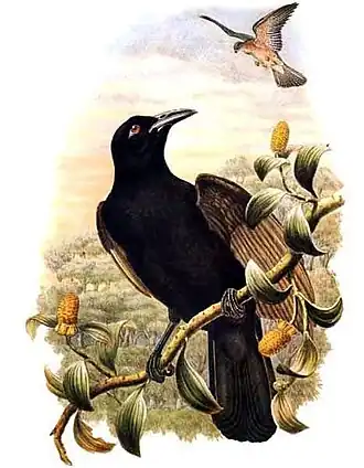 Bruine paradijskraai (Lycocorax pyrrhopterus)