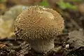 Stekelige stuifzwam (Lycoperdon echinatum)