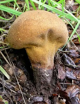 Zachtstekelige stuifzwam