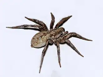 Lycosa narbonensis