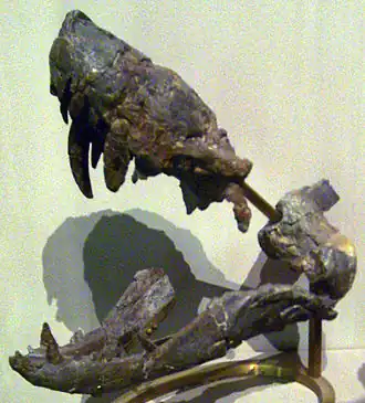 Lycosuchus
