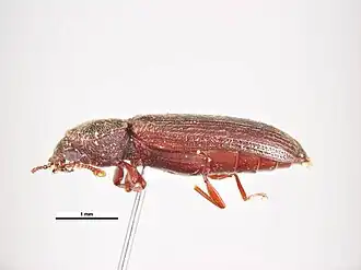 Lyctus carbonarius