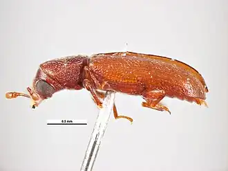 Lyctus discedens