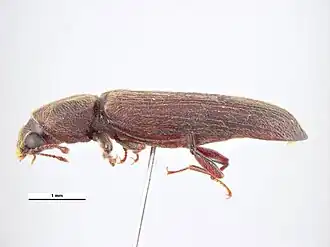 Lyctus parallelocollis