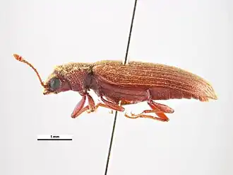 Lyctus simplex