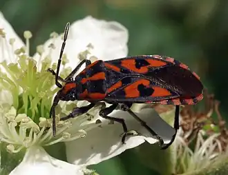 Spilostethus saxatilis