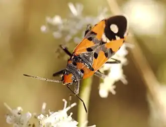 Valse prachtridderwants