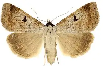 Lygephila lusoria