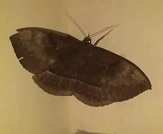 Lygniodes vampyrus