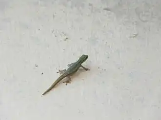 Lygodactylus conraui