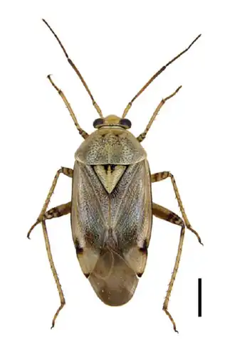 Lygus gemellatus