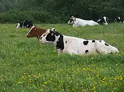Herkauwende runderen in kruidenrijk grasland