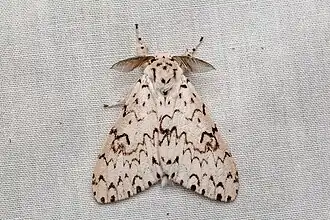 Lymantria alexandrae