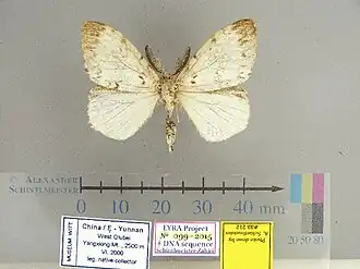 Lymantria apicebrunnea