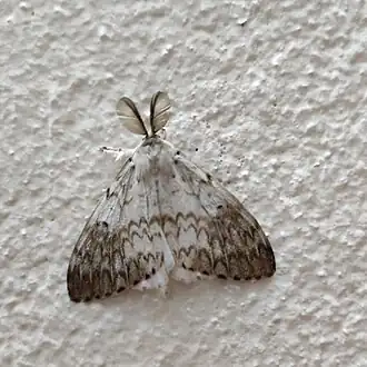 Lymantria apicebrunnea