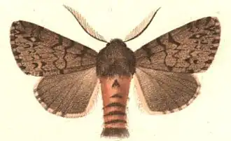 Lymantria atlantica