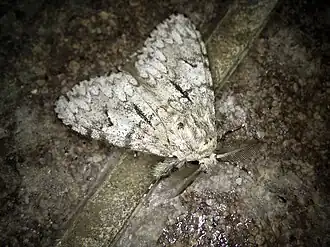 Lymantria bantaizana