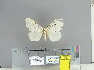 Lymantria binotata