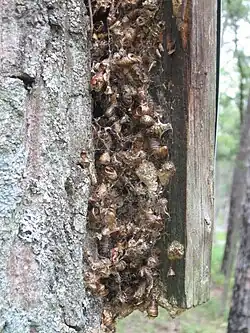 Popresten op een paaltje