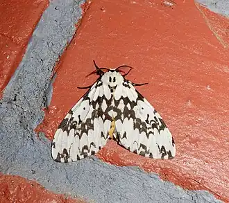 Lymantria fuliginosa