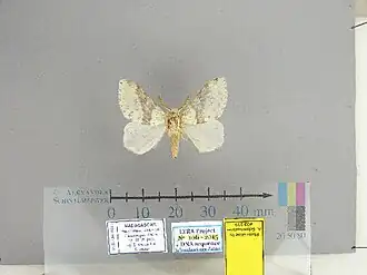 Lymantria griseostriata