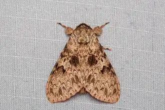 Lymantria inordinata