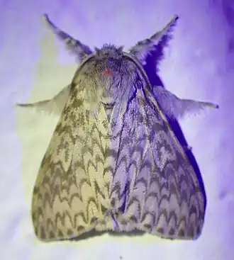 Lymantria malgassica