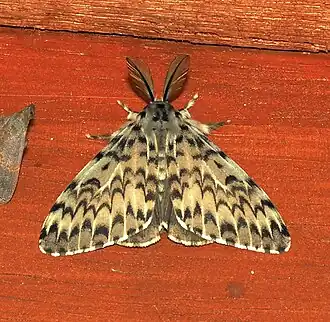 Lymantria pagenstecheri