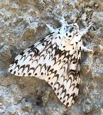 Lymantria praetermissa