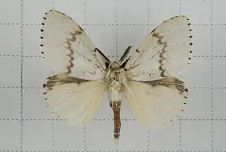 Lymantria xylina