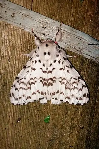 Lymantria novaguineensis